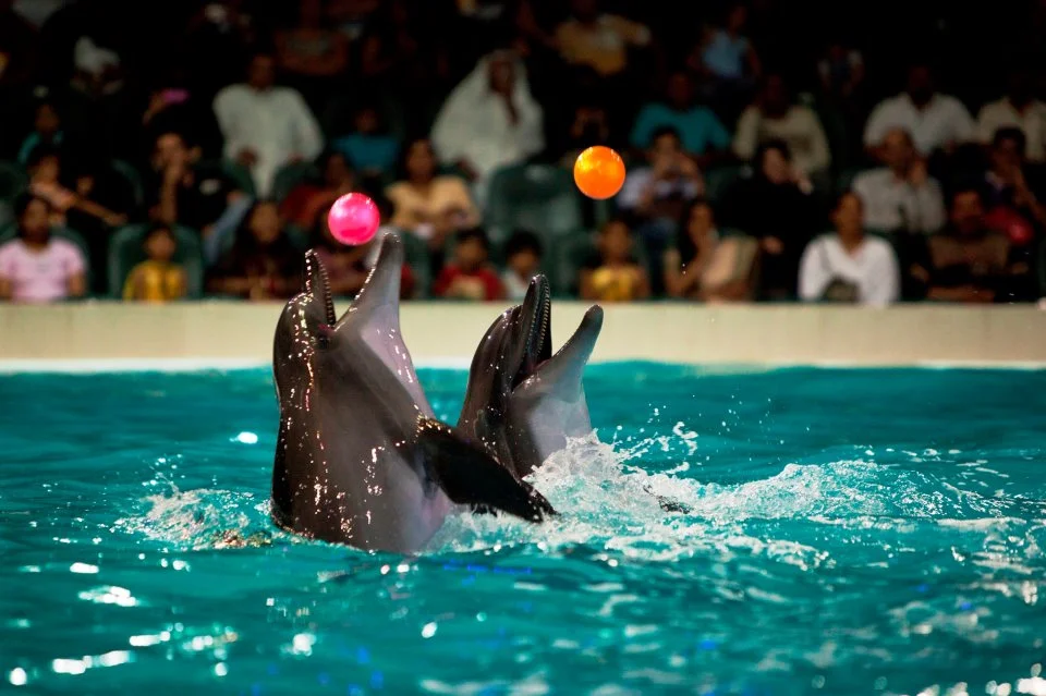 Dubai Dolphinarium 02