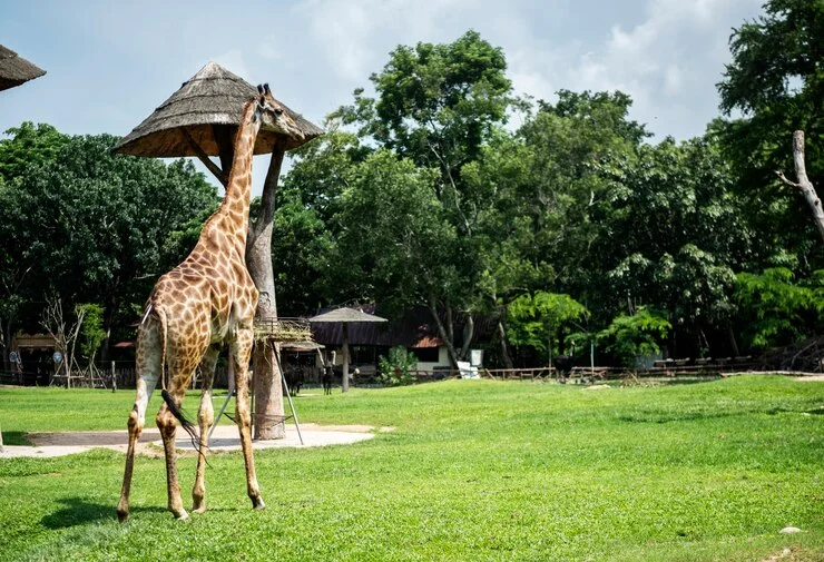 Emirates Park Zoo, Abu Dhabi 2